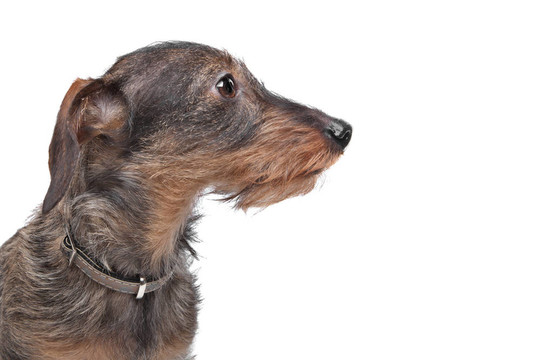 短毛臘腸犬（kaninchen泰克爾犬）在前面的白色