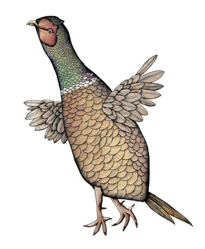 雉；彩色插圖