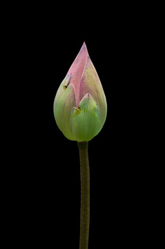 睡蓮花蓮花