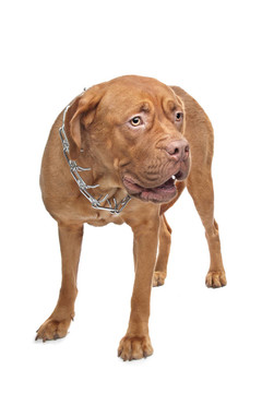 波爾多獒犬