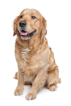 金毛獵犬