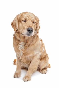 金毛獵犬