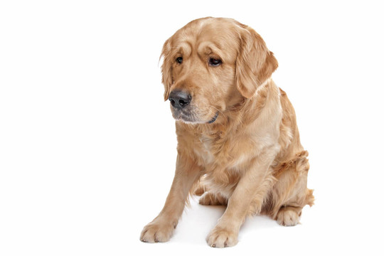 金毛獵犬