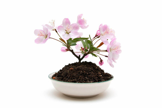 梅花