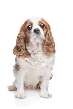 查爾斯王小獵犬