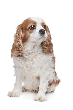 查爾斯王小獵犬