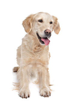 金毛獵犬