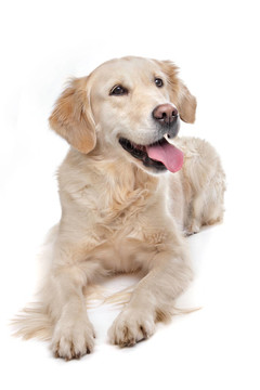 金毛獵犬