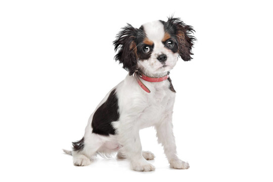 查爾斯王小獵犬
