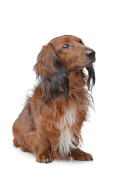 臘腸犬
