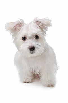 混合馬爾濟(jì)斯犬