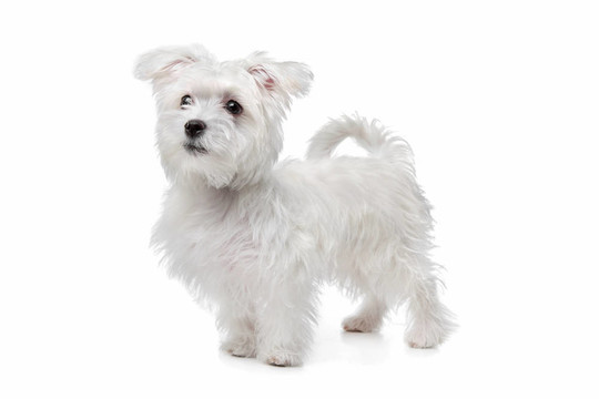 混合馬爾濟(jì)斯犬