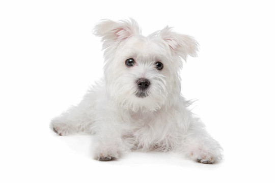 混合馬爾濟(jì)斯犬