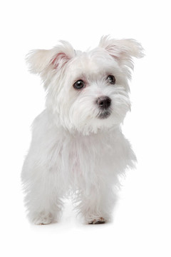 混合馬爾濟(jì)斯犬