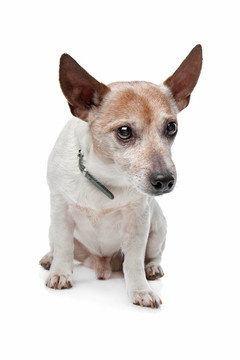 杰克羅素梗犬