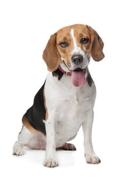 比格犬