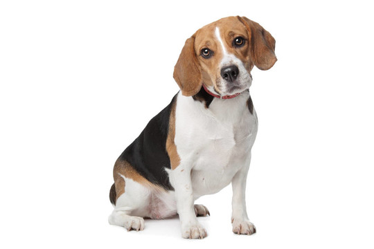 比格犬