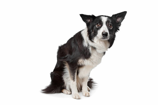 邊境牧羊犬