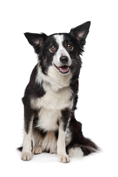 邊境牧羊犬