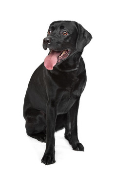 黑色拉布拉多犬