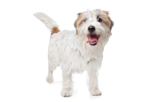 杰克羅素梗犬