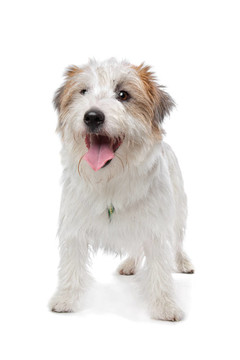 杰克羅素梗犬