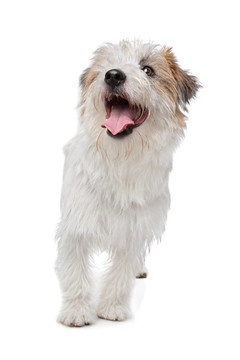 杰克羅素梗犬