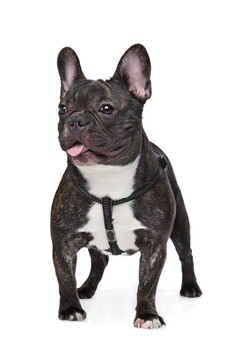 黑色和白色的法國(guó)斗牛犬