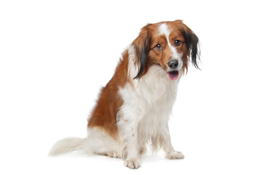 科克爾獵犬