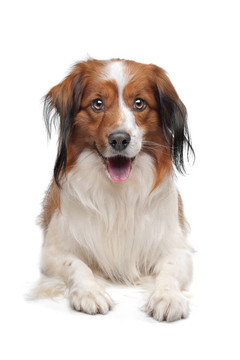 科克爾獵犬