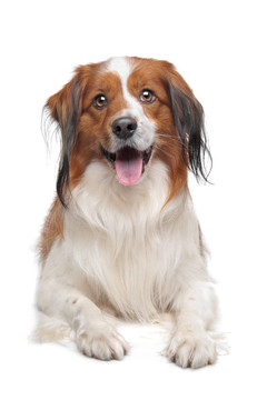 科克爾獵犬