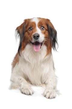 科克爾獵犬