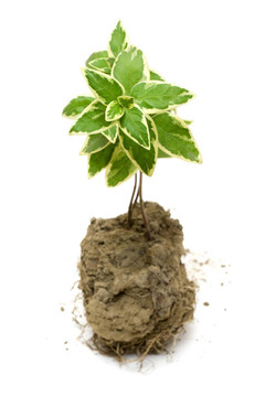 綠色植物在土壤中生長(zhǎng)
