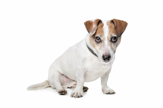 杰克羅素梗犬
