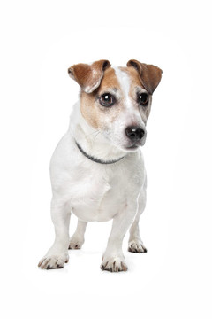 杰克羅素梗犬