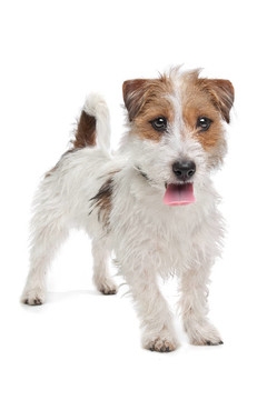 杰克羅素梗犬