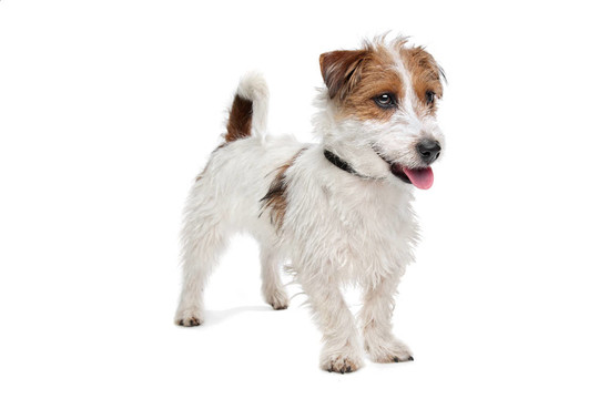 杰克羅素梗犬