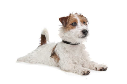 杰克羅素梗犬
