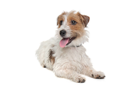 杰克羅素梗犬