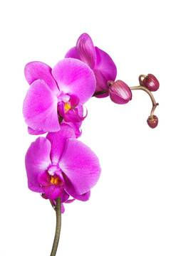 小蘭花
