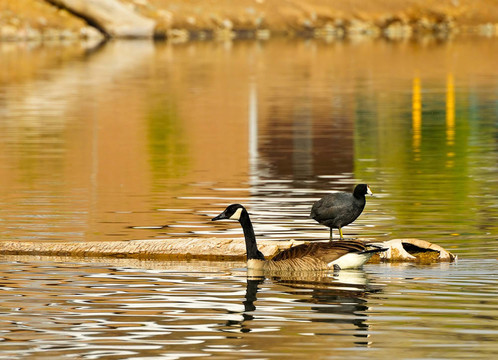 鳥類在Pond