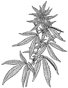 大麻