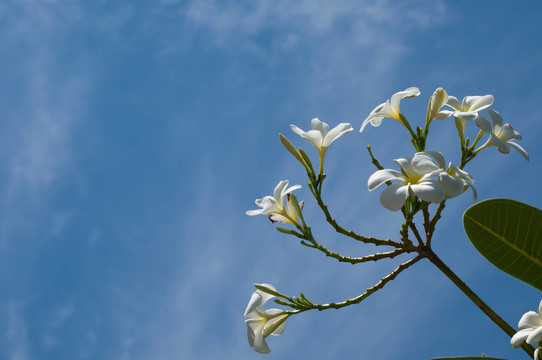 熱帶花卉雞蛋花普盧默