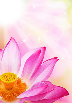 蓮花的花