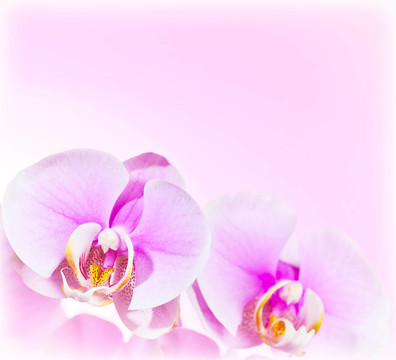 粉紅蘭花花境