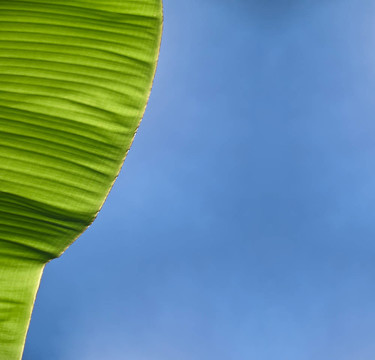 香蕉葉