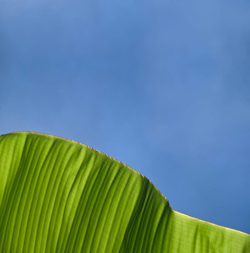 香蕉葉