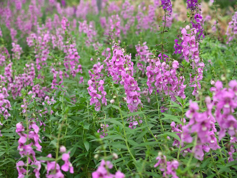 angelonia goyazensis