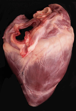 猪的心脏