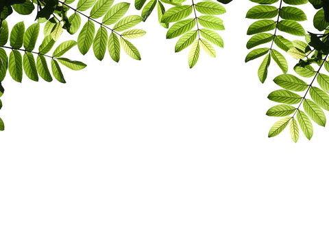 綠色的樹(shù)葉
